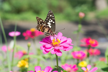 Plakat Butterflies in a beautiful flower garden
