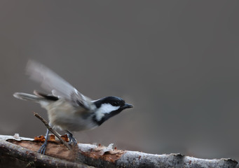 Coal tit makes the first flap of the wings before the flight