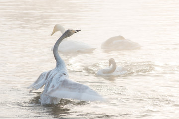 Beautiful white whooping swans swimming in the nonfreezing winter lake. The place of wintering of swans, Altay, Siberia, Russia. © olinchuk