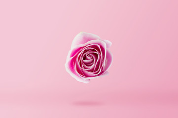 Pink Rose flower on pink background minimal style
