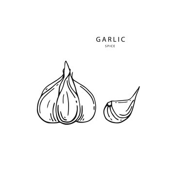 Garlic vector outline illustration. Organic healthy food. Vegetarian nutrition. Hand drawn.