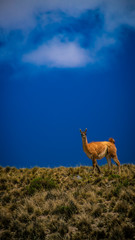 alpaca in field