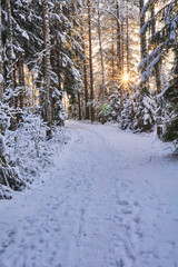 Snowy path in forest