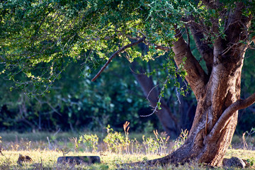 "Etang du Gol" in la Reunion island, Saint-Louis © LR Photographies