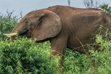 Fototapeta na wymiar Portrait of lonely elephant walking free in the bush in Murchison falls national park Uganda 