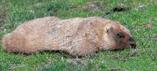 Bobak marmot . Latin name - Marmota bobak