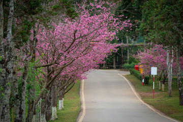 Fototapeta na wymiar Pink sakura with beautiful road Doi Ang Khang, Chiang Mai , Thailand