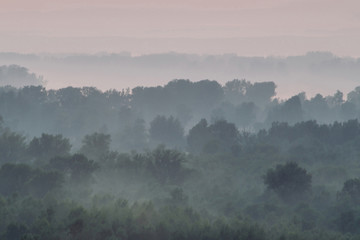 Mystical view from top on forest under haze at early morning. Eerie mist among layers from tree silhouettes in taiga under predawn sky. Morning atmospheric minimalistic landscape of majestic nature.