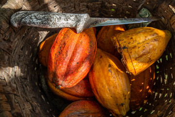Cueillette de cabosses de cacao