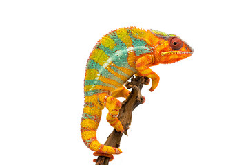 Yellow blue lizard Panther chameleon isolated on white background