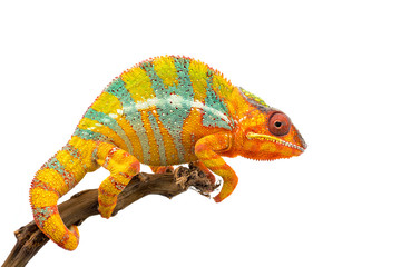Yellow blue lizard Panther chameleon isolated on white background
