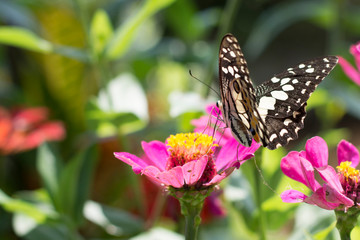 Naklejka na ściany i meble Butterflies in a beautiful flower garden