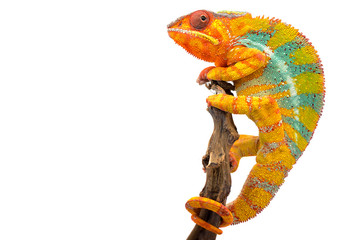 Yellow blue lizard Panther chameleon isolated on white background - obrazy, fototapety, plakaty