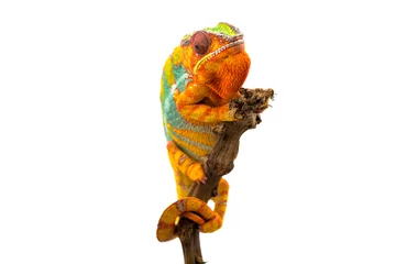 Foto op Plexiglas Yellow blue lizard Panther chameleon isolated on white background © Dmitry