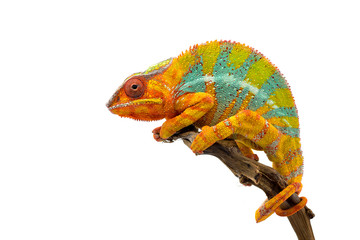 Yellow blue lizard Panther chameleon isolated on white background © Dmitry
