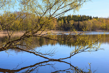 Obraz premium Birch tree at the lake