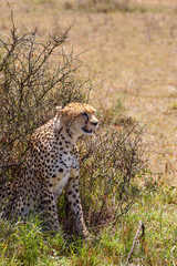 Wild Cheetah in the shadow at a bush