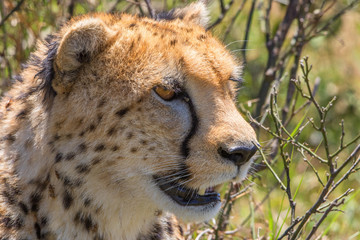 Cheetah head in the wild