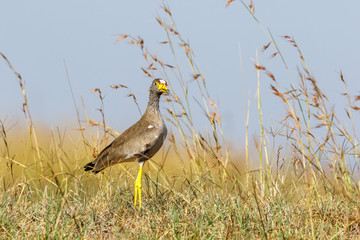African Wattled lapwing standing on the savannha and looking at the camera