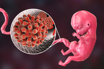 Transplacental transmission of Hepatitis B viruses to human embryo, 3D illustration