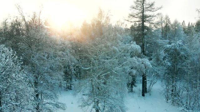 Winter landscape with falling snow, aerial video. Drone flight over wintry forest with snow falling.