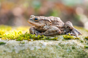 Common toad siting on the ground in the natural environment. (Bufo bufo). Wildlife concept. 