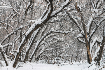 Snowy path among tree branches in parkland close up. Snowy white background in grove. Winter trees with hoarfrost during snowfall. Fall of snow. Atmospheric forest landscape.