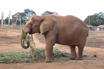 elephant in the zoo; Brazil; Brasília