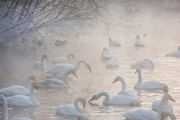 Beautiful white whooping swans swimming in the nonfreezing winter lake. The place of wintering of swans, Altay, Siberia, Russia. © olinchuk