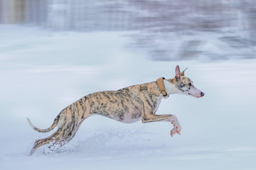 Whippet Hund springt und rennt im Winter durch den Schnee 