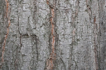 bark background