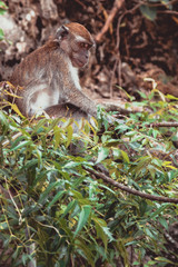 Imagen de un mono en un árbol intentado coger algo en Kuala Lumpur