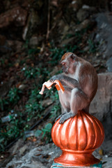 Imagen de un mono en las escaleras de las Batu Caves, comiendo una naranja 