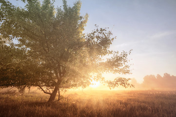 Obraz na płótnie Canvas beautiful natural (summer) background. the sun's rays pass through fog and tree