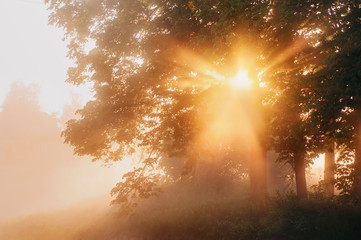 beautiful natural (summer) background. the sun's rays pass through a tree and fog