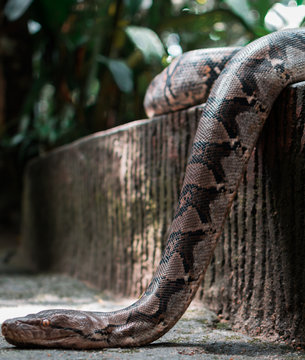 Imagen de una gran pitón asiática moviéndose en la reserva natural de Tamán Negara en Malasia