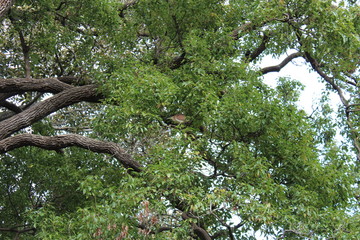 Fototapeta premium bird of heron in the foliage of big tree 