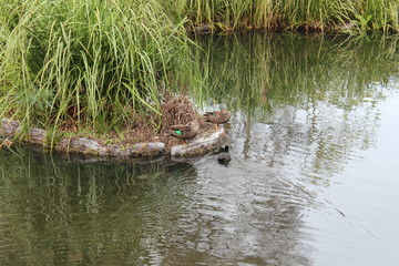birds in the lake