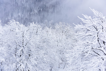 snow covered all of trees in mountain