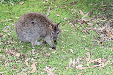 farm of kangaroo living in Australia
