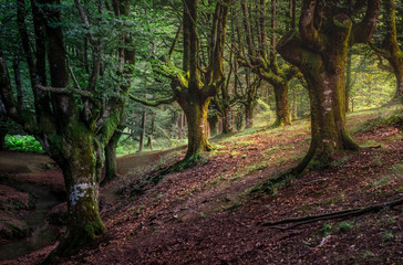 hayedo de otzarreta paisaje 
