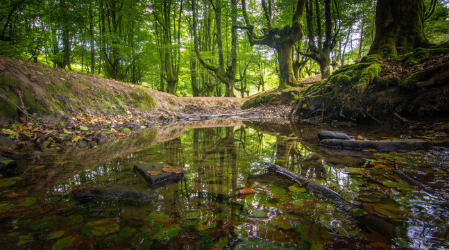 hayedo de otzarreta reflejo en riachuelo