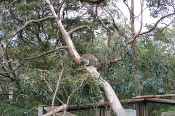 koala living in the foliage of eucalyptus trees in Australia