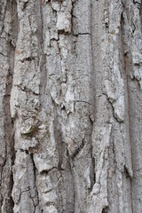 bark background