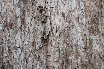 bark background
