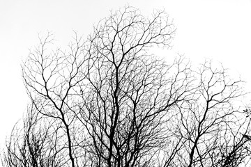 B&W Tree Branch against Sky