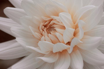  white dahlia flower colored with living coral pantone 2019 - 243526820