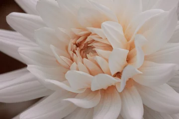 Gordijnen  white dahlia flower colored with living coral pantone 2019 © XPRZY