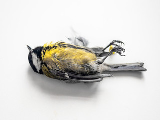 Dead Bird Great Tit. Dead bird cat sacrifice lying paws up on a white background