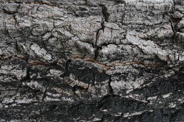 Background bark